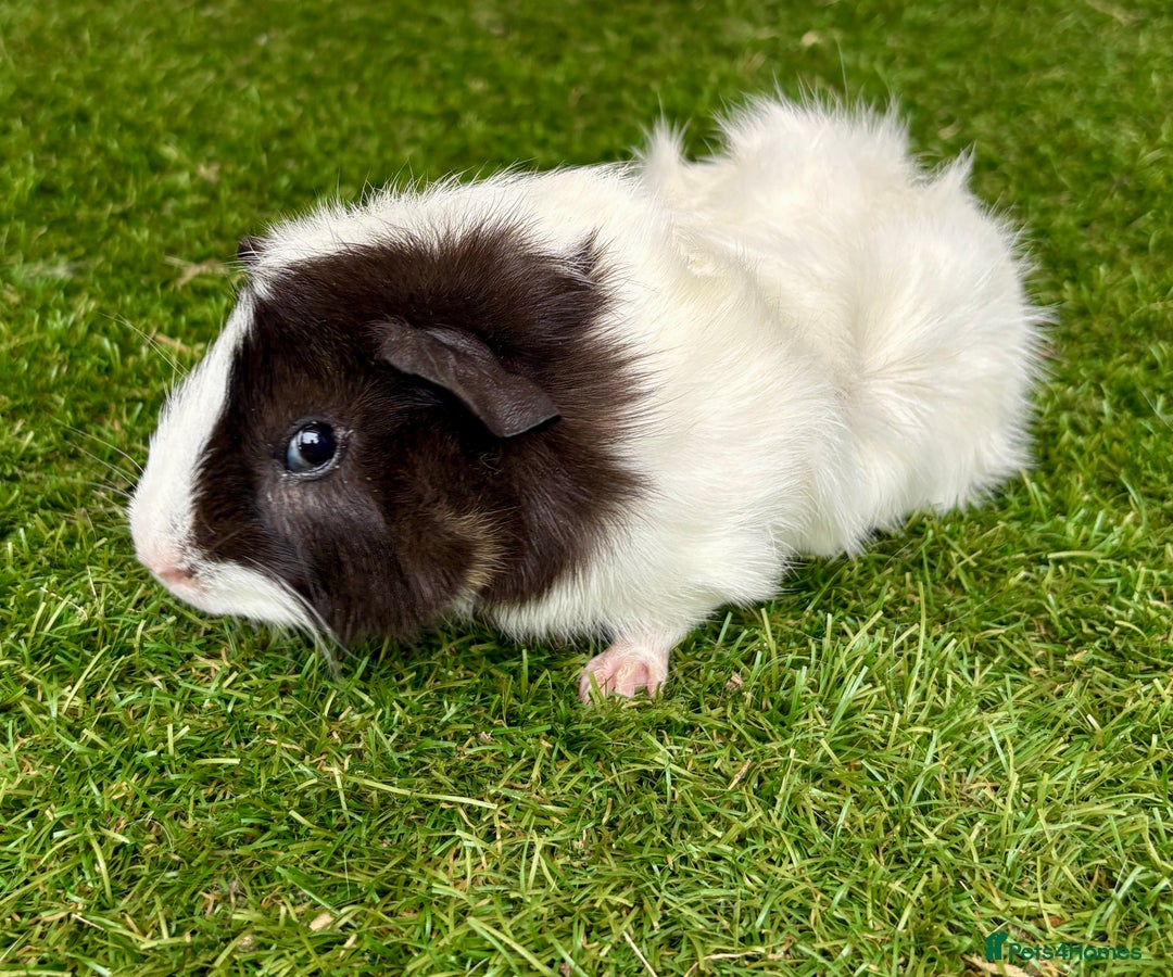 Guinea Pig rodents for sale: Super calm and friendly female guinea pigs  - Image 11