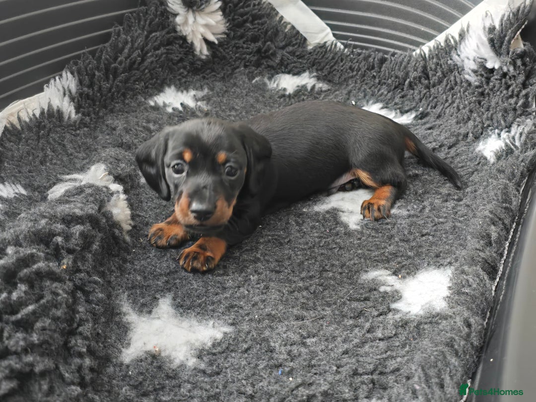 Miniature Dachshund dogs for sale: KC Miniature Dachshund Pups  - Image 8