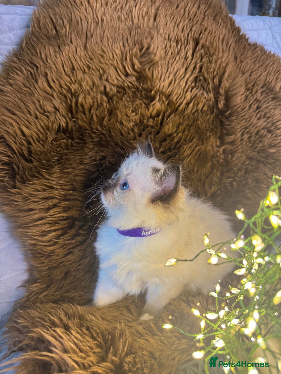 Ragdoll cats for sale: GCCF Sealpoint Mitted/Blue Lynx Ragdoll kittens - Image 17