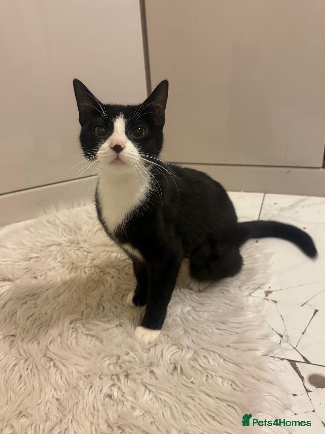 Mixed Breed cats for sale: Sweet Tuxedo girl  - Advert 2