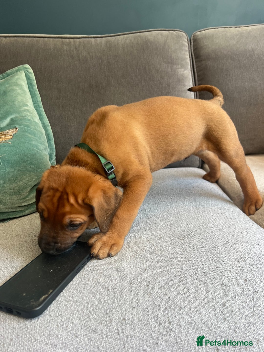 Mixed Breed dogs for sale: Puppies looking for forever homes 🏡 - Image 16