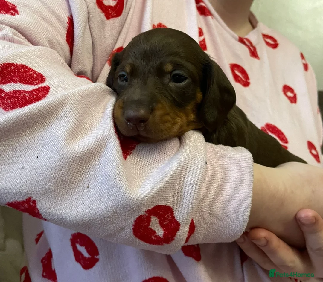 Dachshund dogs for sale: mini's in Rochdale - Advert 15