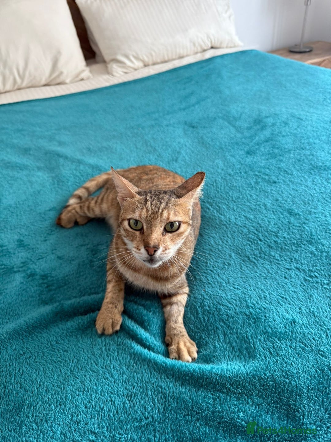 Mixed Breed cats for adoption: CARLA AMAZING RESILIENT FEET MISSING AFFECTIONATE  - Image 2