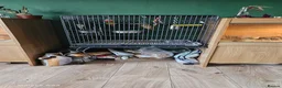 Conures birds for sale: Conure - Advert 4