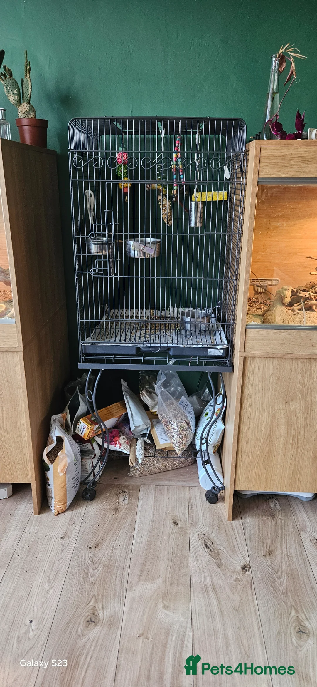 Conures birds for sale: Conure - Advert 4