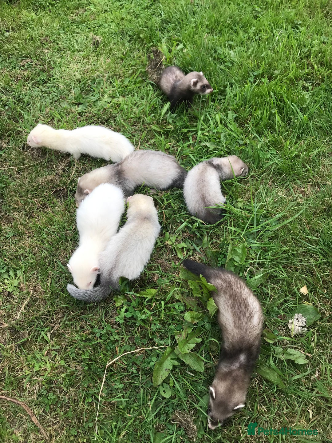 Ferret rodents for sale: FERRET KITS - Image 1