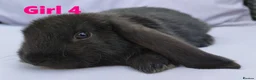 Mini Lop rabbits for sale: Cute French x Mini Lop Looking for Loving Homes! - Advert 23