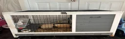 Guinea Pig rodents for sale: 2x 1year old female guinea pigs, hutch bundle - Advert 4