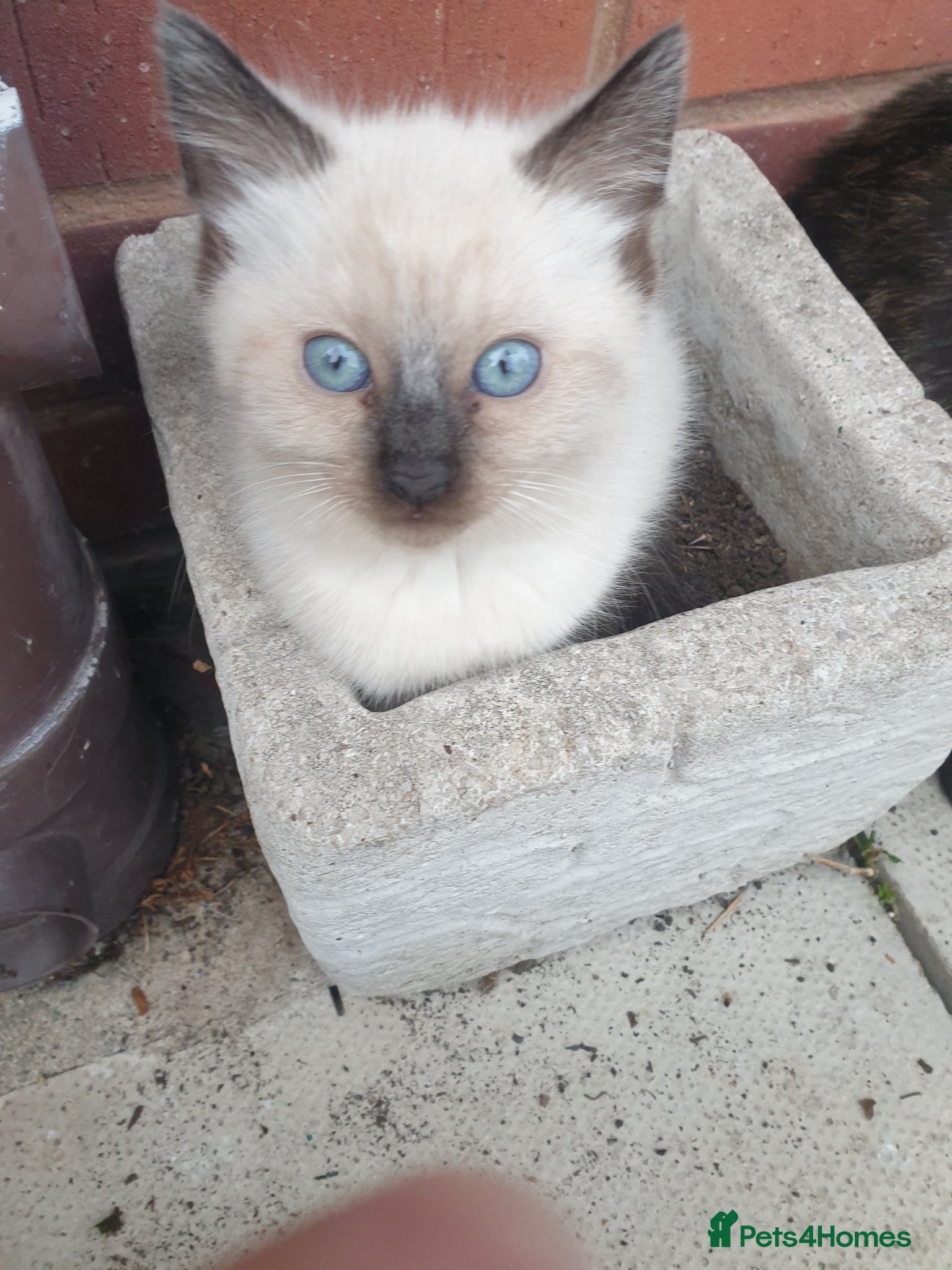 Siamese cats Siamese/ Ghost tabby  - Advert 1