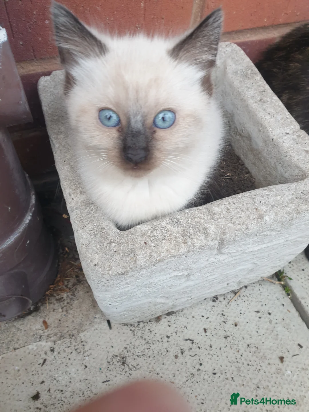 Siamese cats for sale: Siamese/ Ghost tabby  - Advert 1