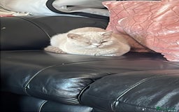 British Shorthair cats for sale: British Short Hair lilac female  - Image 7