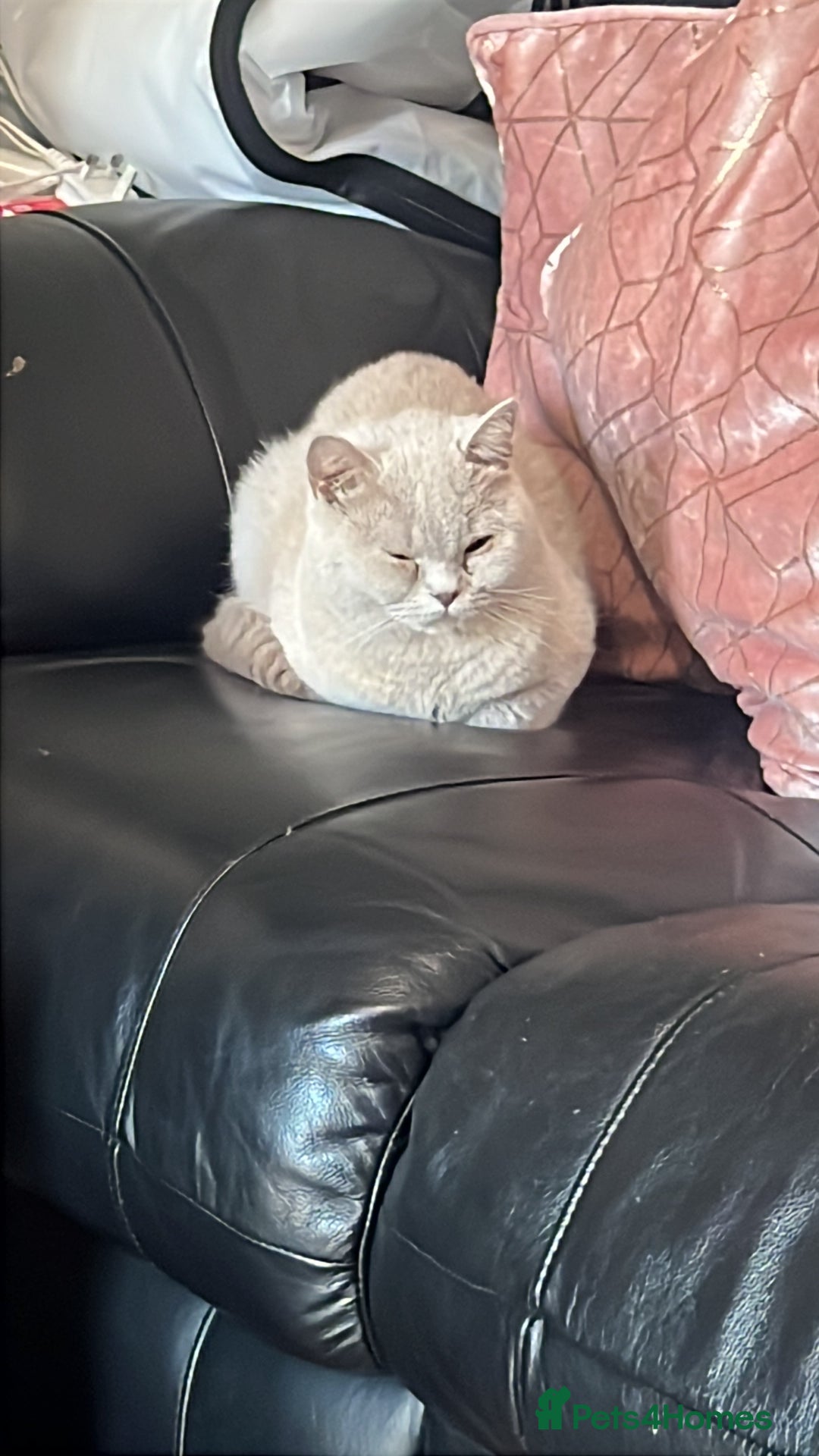 British Shorthair cats for sale: British Short Hair lilac female  - Image 7