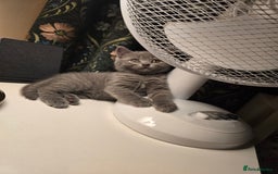 British Shorthair cats for sale: British shorthair  - Image 20