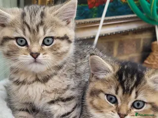Scottish Fold cats Scottish fold - Advert 18