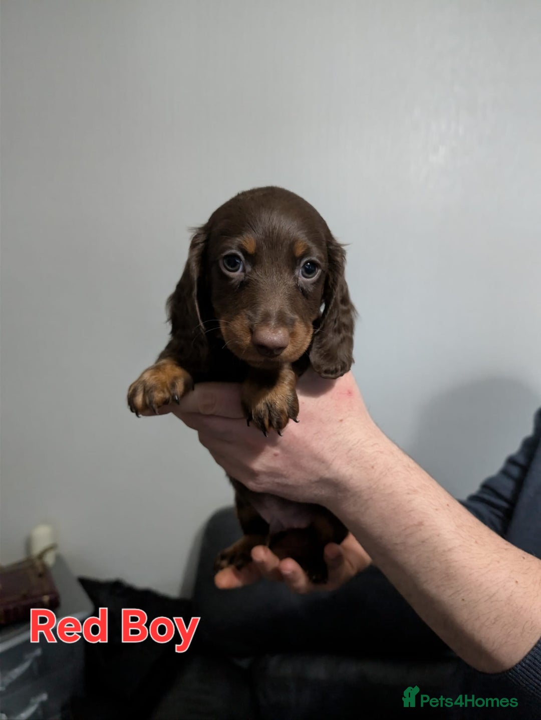 Miniature Dachshund dogs for sale: Kc reg miniture dachshund puppies for sale - Advert 6