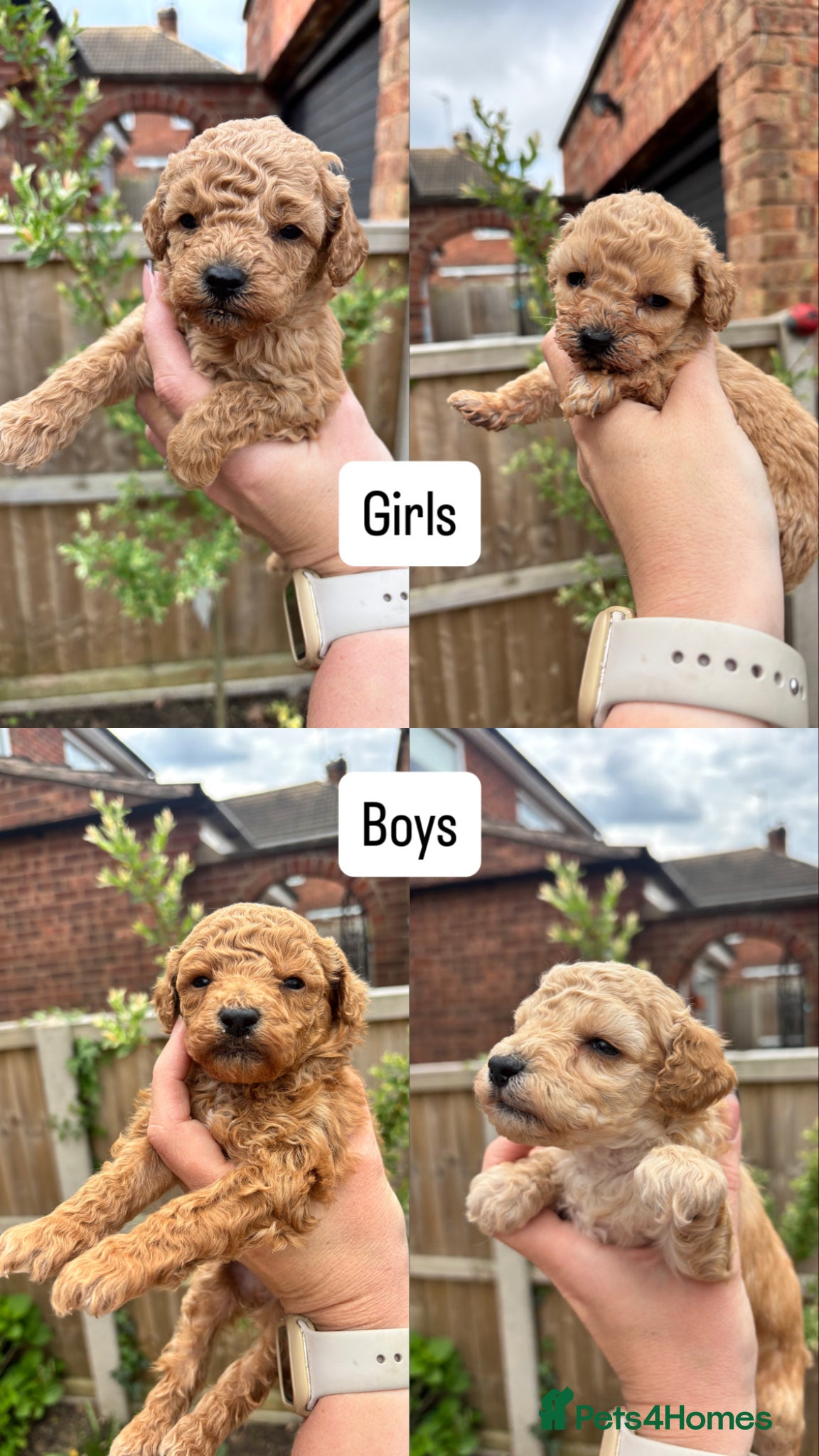 Toy Poodle dogs Beautiful Litter of Toy Poodle Pups  - Advert 5