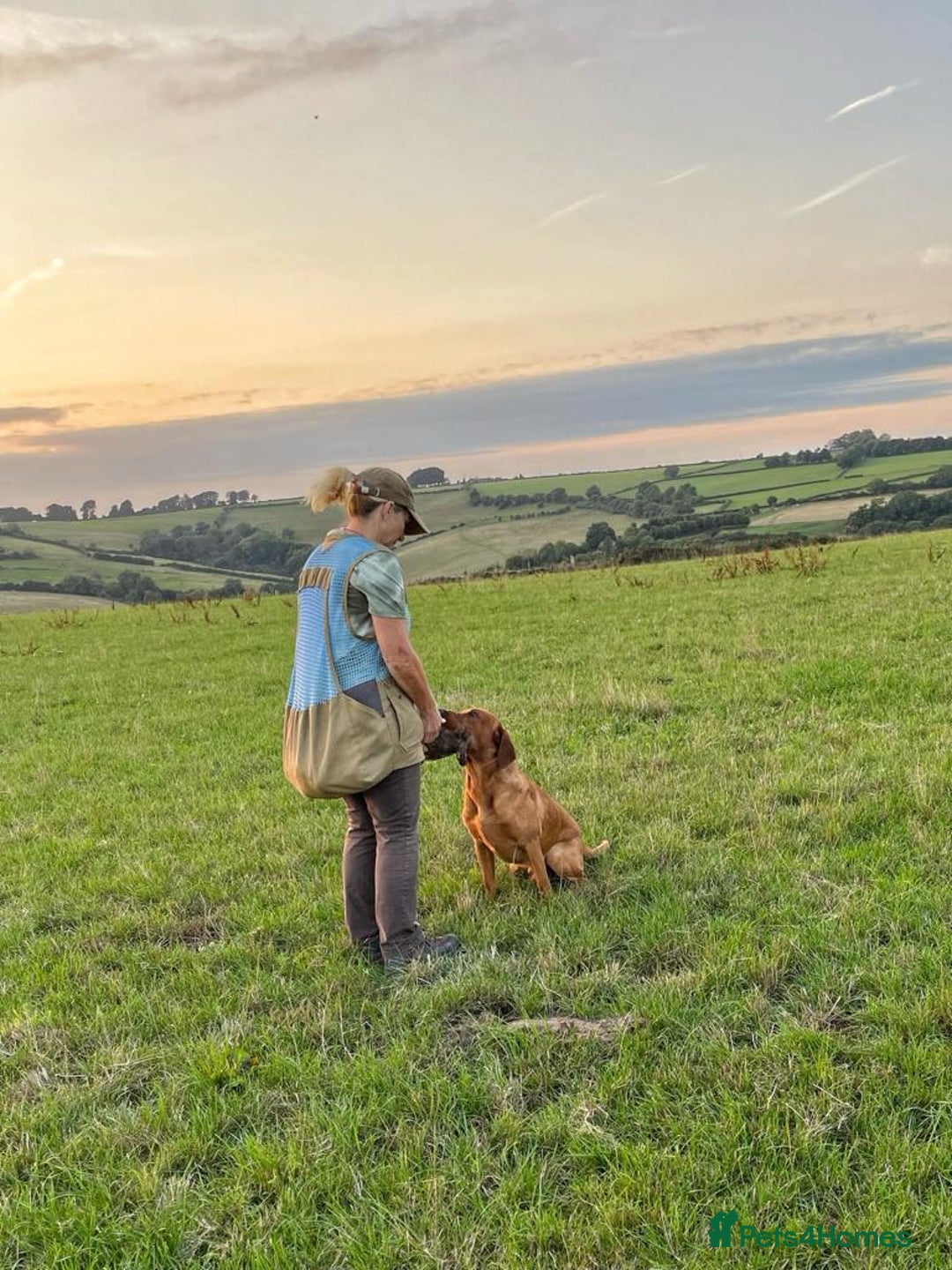 Labrador Retriever dogs for stud: Fully Health Tested Fox Red Stud Dog in Radstock - Advert 5