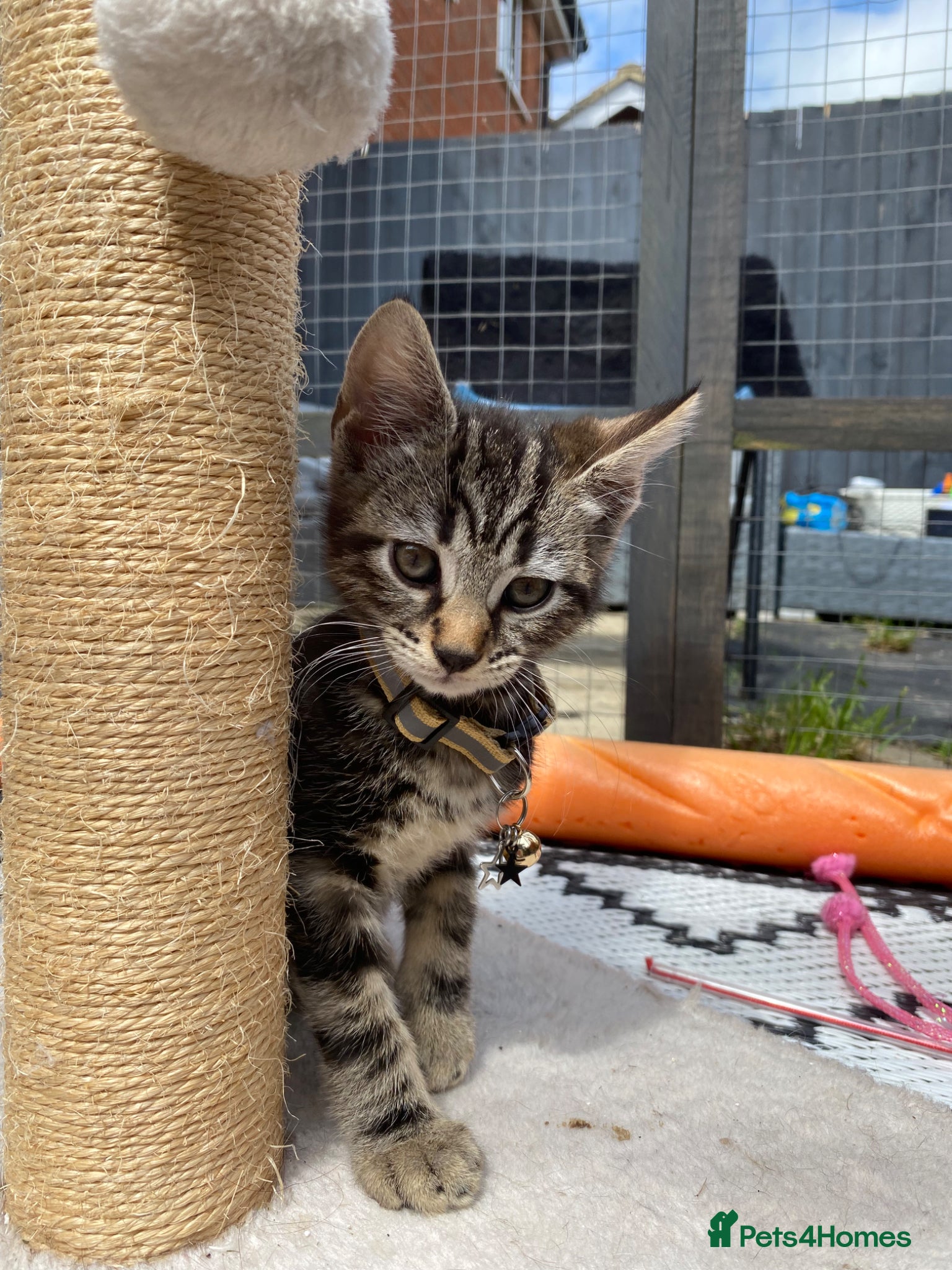 Bengal cats  Bengal kittens ❤️ ready for a home 🏡  - Advert 2
