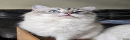 Ragdoll cats for sale: Seal and Blue Tabby female Ragdolls - Advert 3