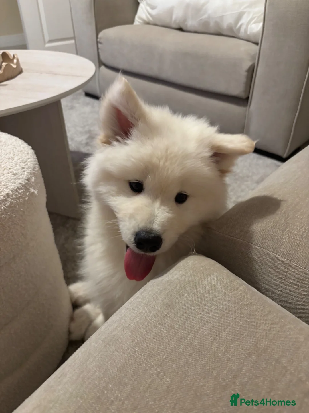 Samoyed dogs for sale: Adorable Samoyed male puppy  - Advert 2