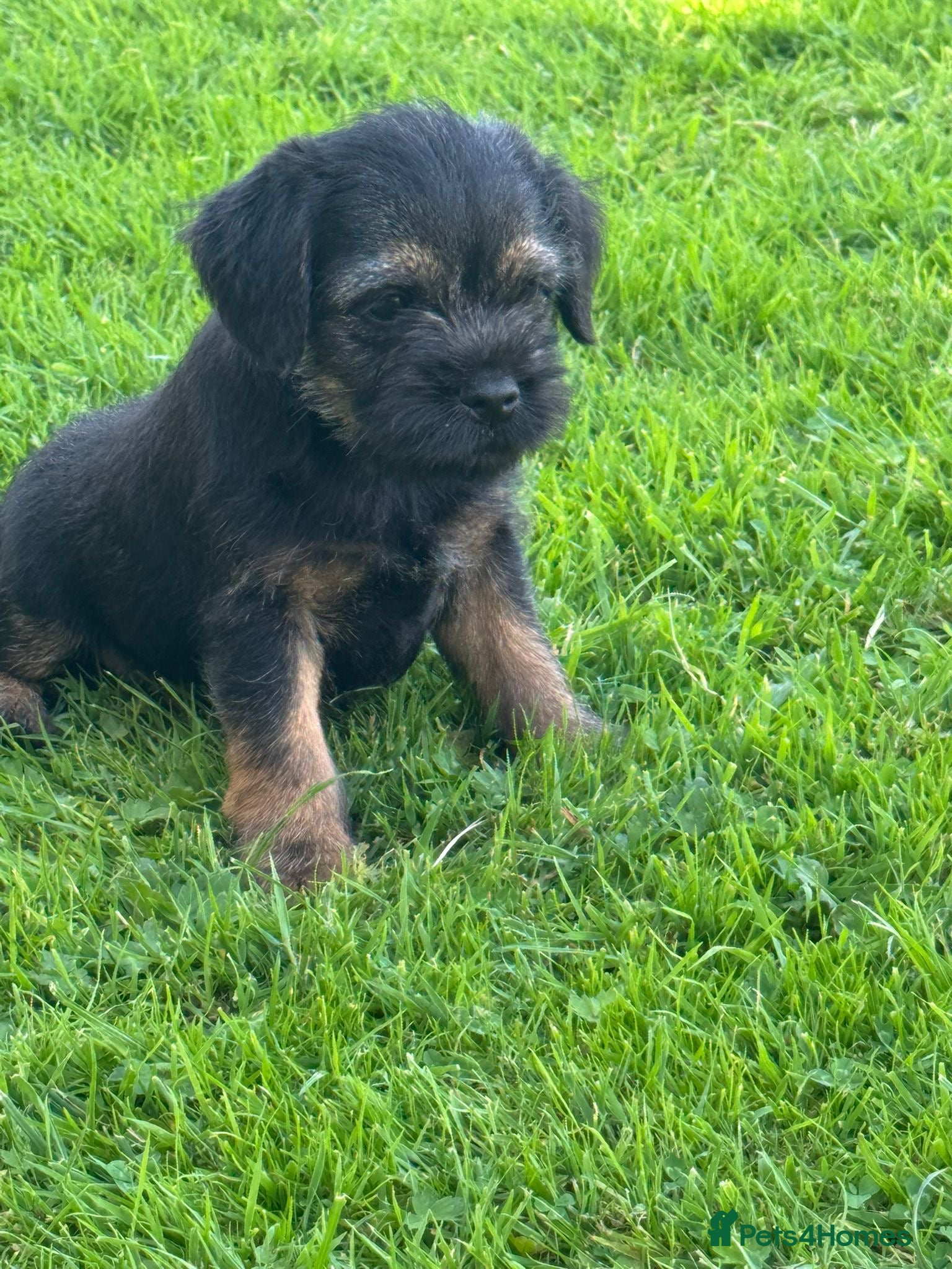 Border Terrier dogs Beautiful Border Terrier Puppies - Advert 6
