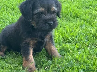 Border Terrier dogs Beautiful Border Terrier Puppies - Advert 16