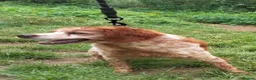 Brittany Spaniel dogs for adoption: Quira in Ilfracombe - Advert 4