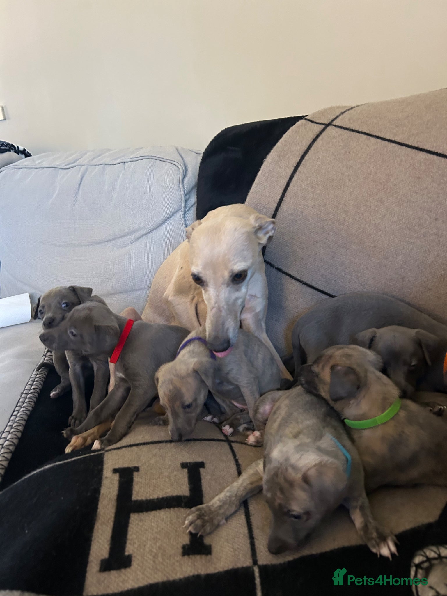 Whippet dogs Exceptional Puppies from health tested parents - Advert 2