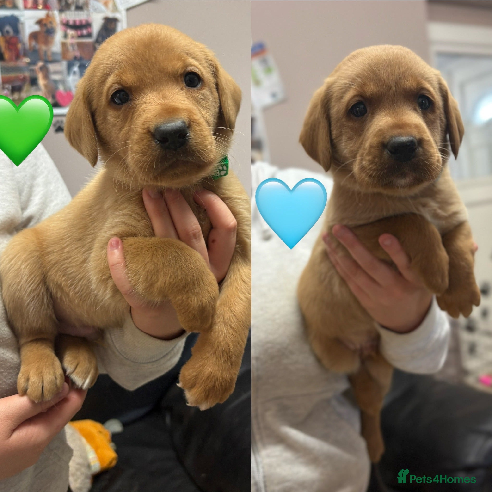 Labrador Retriever dogs Chunky Labrador Puppies - Advert 1