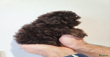 Cavapoo dogs - Advert 6