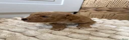 Toy Poodle dogs for sale: Adorable Toy Poodle Puppies  - Advert 22