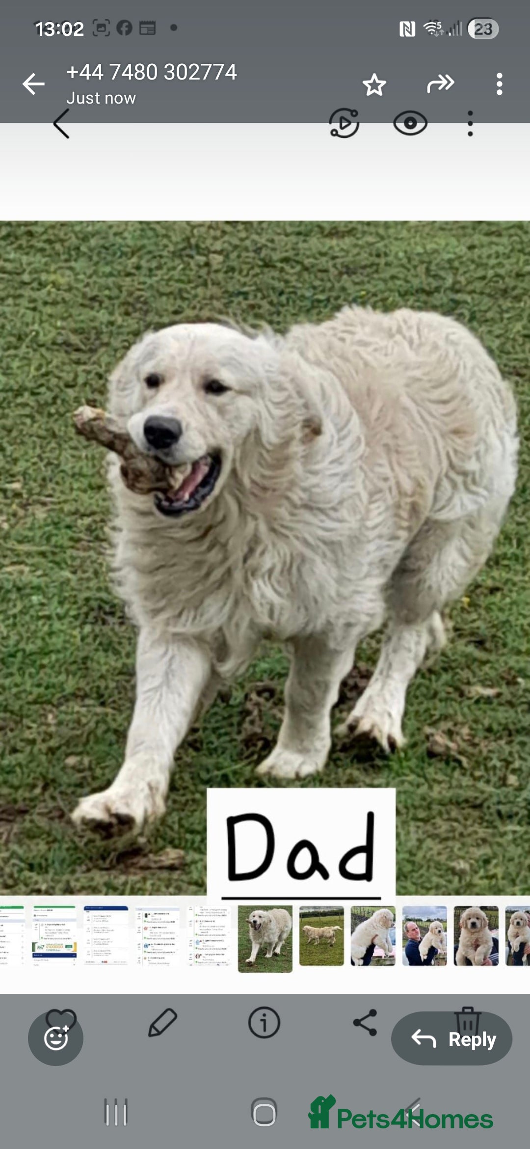 Golden Retriever dogs for sale: Max golden retriever - Advert 7