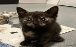 Mixed Breed cats for sale: 4 Adorable Kittens  - Image 17