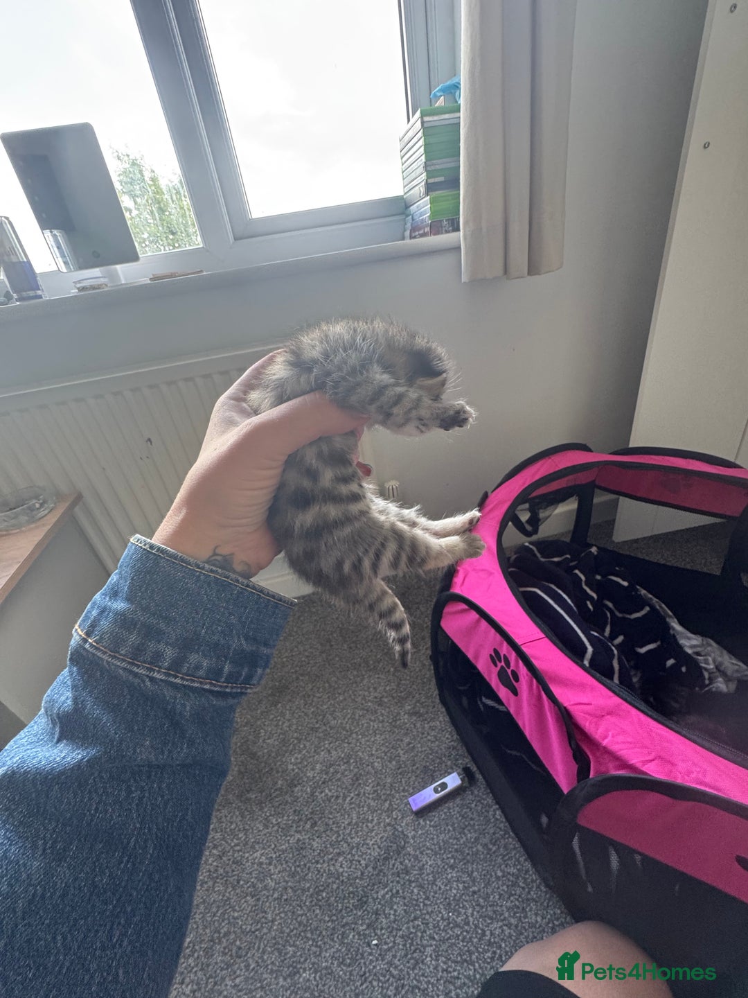 Mixed Breed cats for sale: 3 kittens for sale - Image 2
