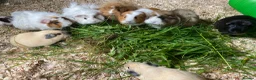 Guinea Pig rodents for sale: Lovely guinea pigs  - Advert 12