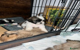 Zuchon dogs for sale: Shihzu x Bichon x Westie - Image 13