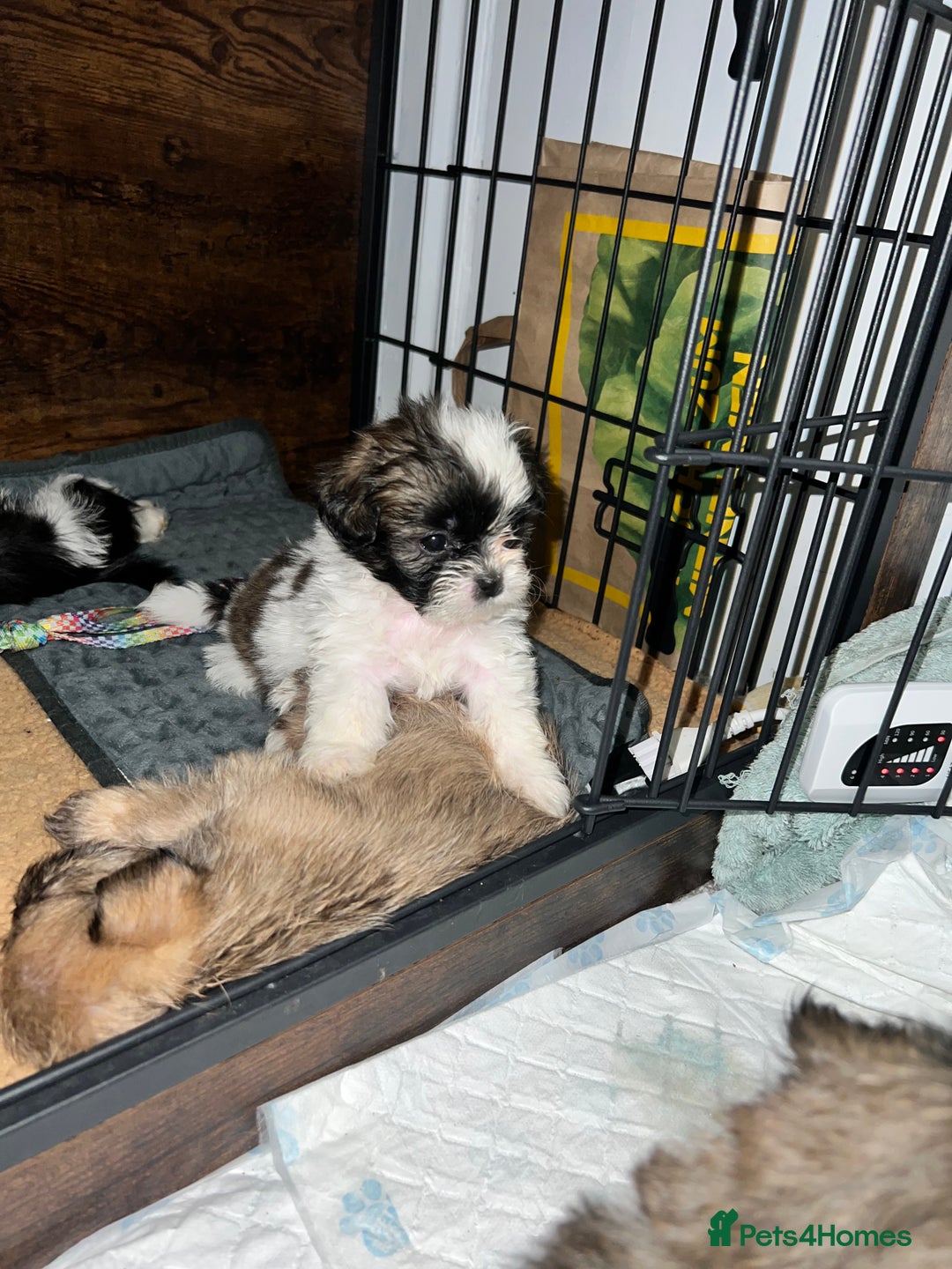 Zuchon dogs for sale: Shihzu x Bichon x Westie - Image 13