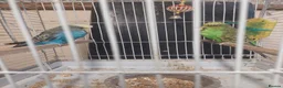 Budgerigars birds for sale: Pair of beautiful budgies for sale  in Nottingham - Advert 5