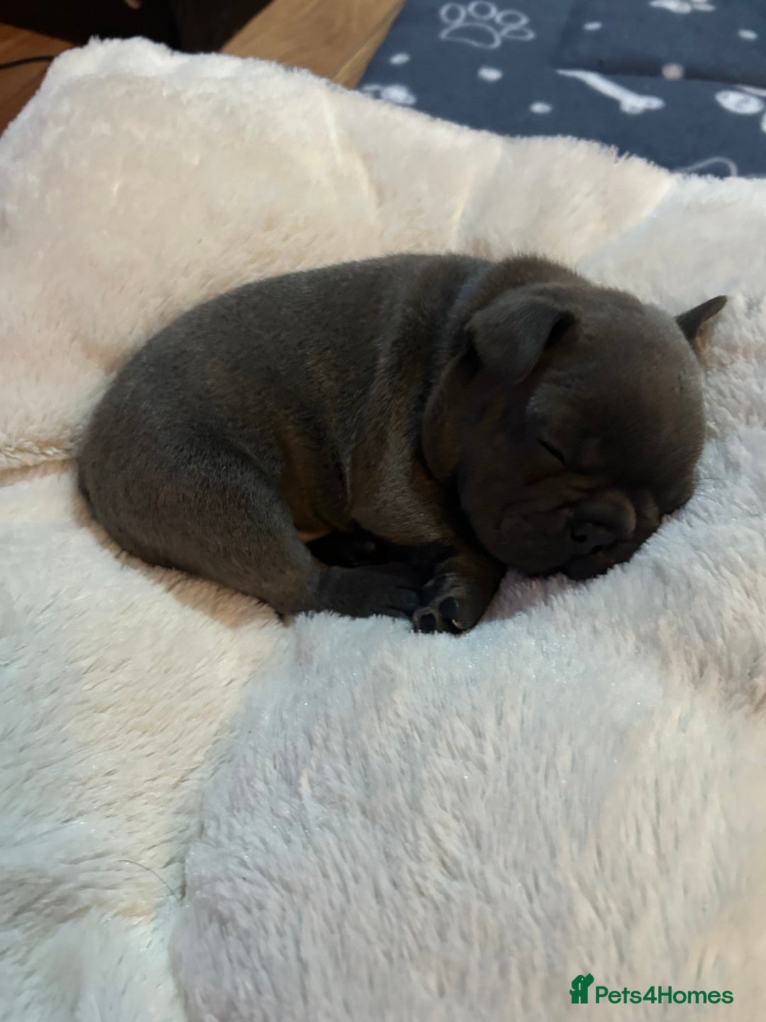 French Bulldog dogs for sale: Top quality French bulldog pups - Advert 10