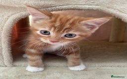 Mixed Breed cats for sale: Beautiful kitties looking for their forever homes. - Image 3