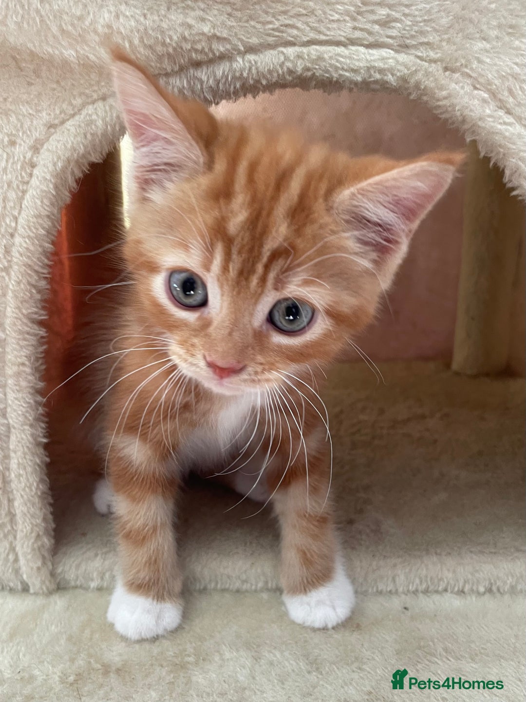 Mixed Breed cats for sale: Beautiful kitties looking for their forever homes. - Image 3
