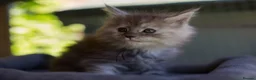 Maine Coon cats for sale: Beautiful fluffy Maine Coon pedigree kittens - Advert 8