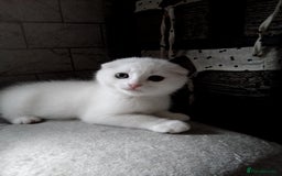 Scottish Fold cats for sale: 1 Scottish fold 1 Scottish straight for sale  - Image 8