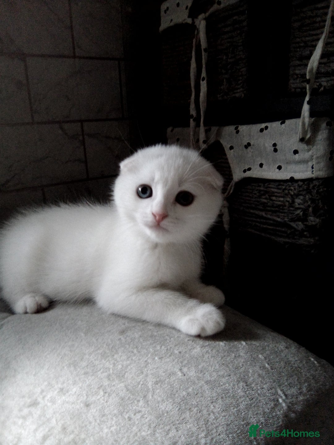 Scottish Fold cats for sale: 1 Scottish fold 1 Scottish straight for sale  - Image 8