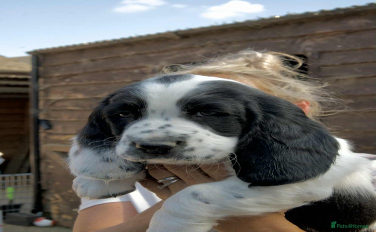 Mixed Breed dogs - Advert 1