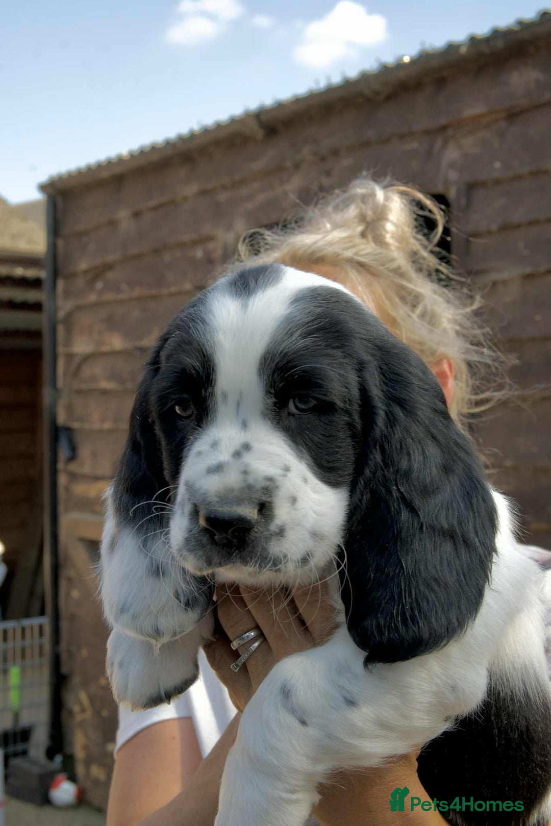 Mixed Breed dogs for sale: Basset X Springer puppies  - Image 1