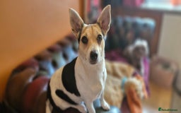 Jack Russell dogs for sale: Gorgeous adult female jack Russell  - Image 13