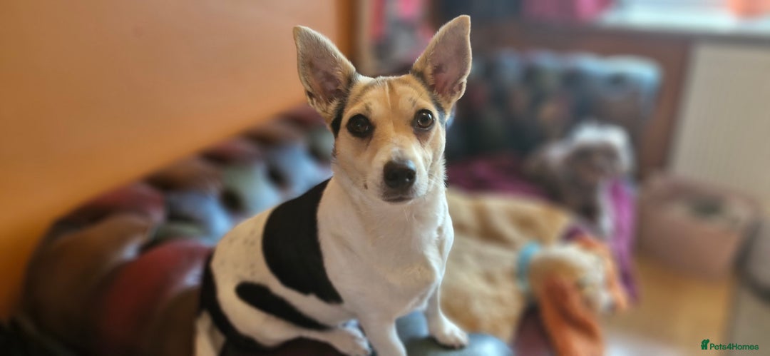 Jack Russell dogs for sale: Gorgeous adult female jack Russell  - Image 13