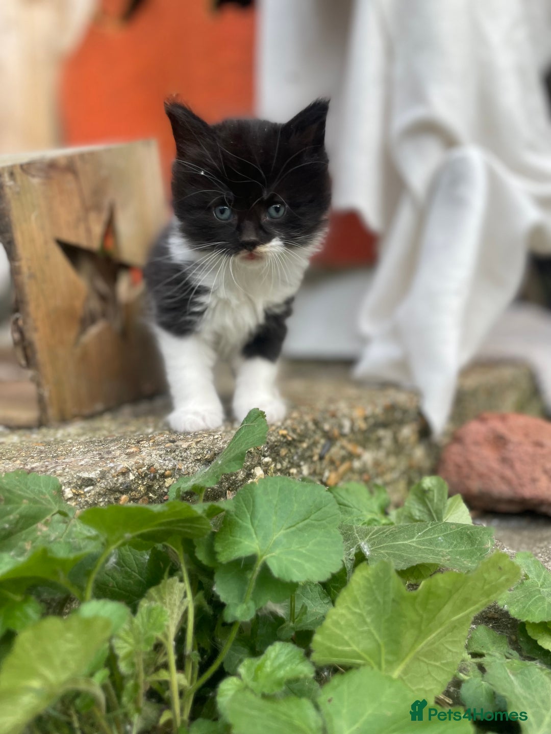 Mixed Breed cats for sale: Kittens for sale  - Image 10
