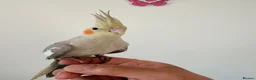 Cockatiels birds for sale: BEAUTIFUL BABY COCKATIELS NEW CAGES AVAILABLE  - Advert 7
